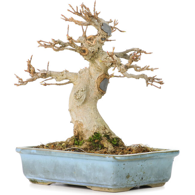 Acer buergerianum, 15 cm, ± 30 jaar oud, met een nebari van 70 cm