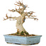 Acer buergerianum, 15 cm, ± 30 ans, avec un nebari de 70 cm