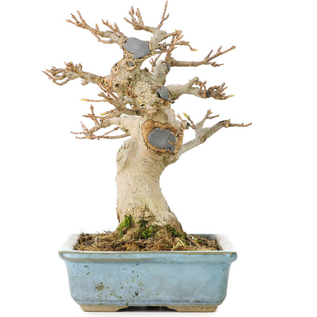 Acer buergerianum, 15 cm, ± 30 years old, with a nebari of 70 cm