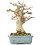 Acer buergerianum, 15 cm, ± 30 anni, con un nebari di 70 cm