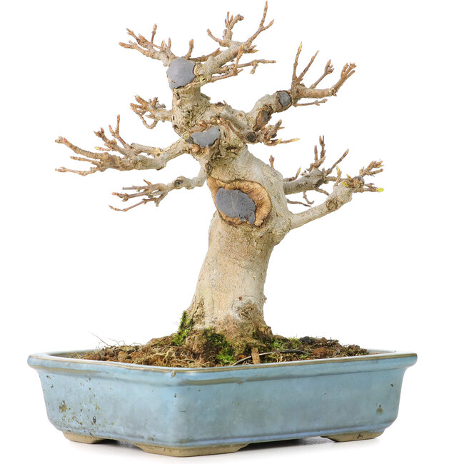 Acer buergerianum, 15 cm, ± 30 years old, with a nebari of 70 cm