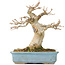 Acer buergerianum, 15 cm, ± 30 años, con un nebari de 70 cm