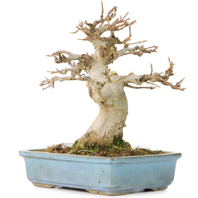 Acer buergerianum, 15 cm, ± 30 jaar oud, met een nebari van 70 cm