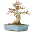 Acer buergerianum, 15 cm, ± 30 años, con un nebari de 70 cm
