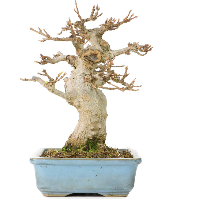 Acer buergerianum, 15 cm, ± 30 years old, with a nebari of 70 cm