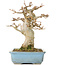Acer buergerianum, 15 cm, ± 30 ans, avec un nebari de 70 cm