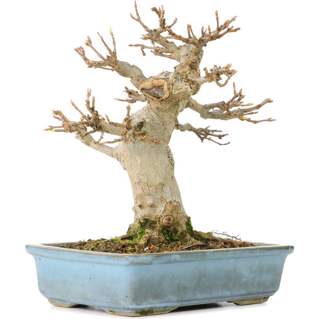 Acer buergerianum, 15 cm, ± 30 years old, with a nebari of 70 cm