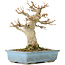 Acer buergerianum, 15 cm, ± 30 anni, con un nebari di 70 cm