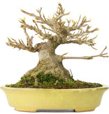 Acer buergerianum, 13 cm, ± 35 jaar oud, in een handgemaakte Japanse Hattori pot en met een nebari van 8,5 cm