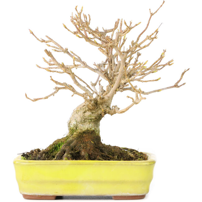 Acer buergerianum, 12 cm, ± 30 anni, con un nebari di 6 cm