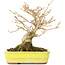 Acer buergerianum, 12 cm, ± 30 años, con un nebari de 6 cm