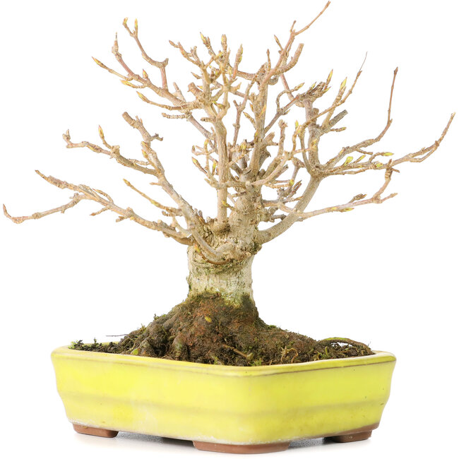 Acer buergerianum, 12 cm, ± 30 jaar oud, met een nebari van 6 cm