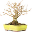 Acer buergerianum, 12 cm, ± 30 years old, with a nebari of 6 cm