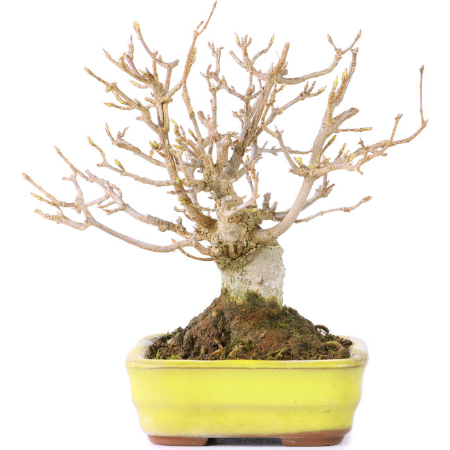 Acer buergerianum, 12 cm, ± 30 Jahre alt, mit einem Nebari von 6 cm