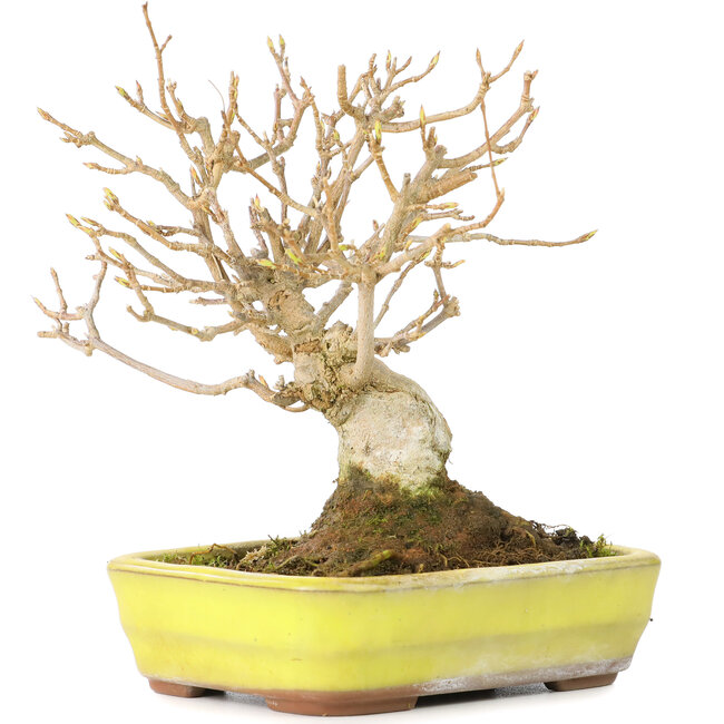 Acer buergerianum, 12 cm, ± 30 años, con un nebari de 6 cm