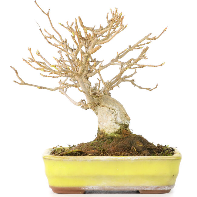 Acer buergerianum, 12 cm, ± 30 Jahre alt, mit einem Nebari von 6 cm