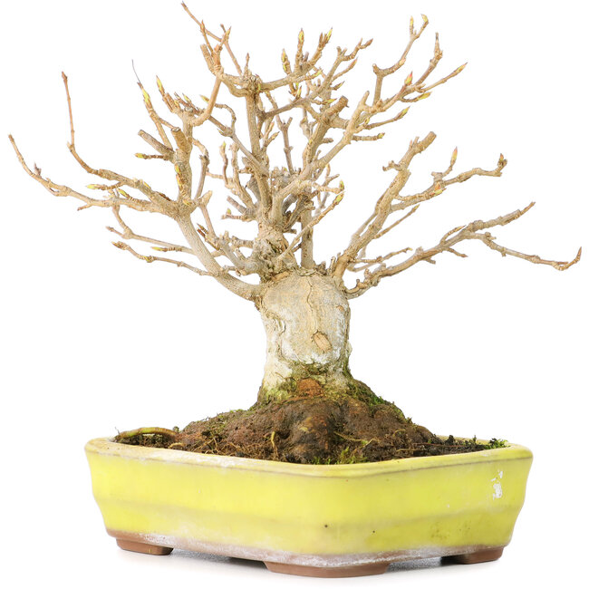 Acer buergerianum, 12 cm, ± 30 ans, avec un nebari de 6 cm