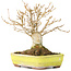 Acer buergerianum, 12 cm, ± 30 years old, with a nebari of 6 cm