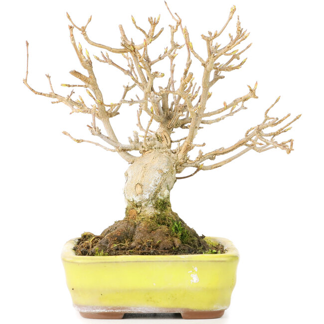 Acer buergerianum, 12 cm, ± 30 años, con un nebari de 6 cm