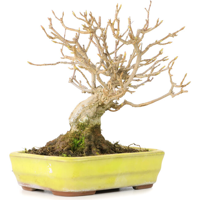 Acer buergerianum, 12 cm, ± 30 Jahre alt, mit einem Nebari von 6 cm