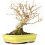 Acer buergerianum, 12 cm, ± 30 años, con un nebari de 6 cm
