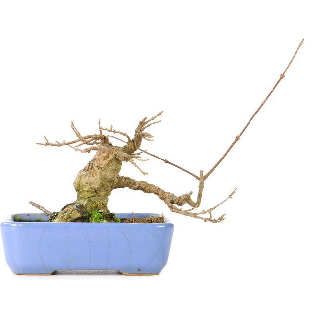 Acer buergerianum, 9 cm, ± 30 Jahre alt, in einem handgefertigten japanischen Hattori-Topf und mit einem Nebari von 5 cm