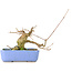 Acer buergerianum, 9 cm, ± 30 anni, in vaso giapponese Hattori fatto a mano e con un nebari di 5 cm