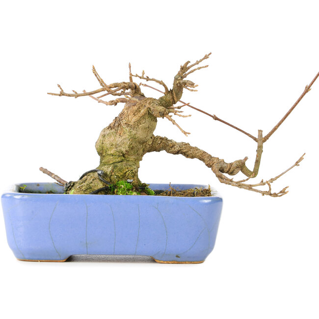 Acer buergerianum, 9 cm, ± 30 ans, dans un pot Hattori japonais fait à la main et avec un nebari de 5 cm