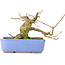 Acer buergerianum, 9 cm, ± 30 anni, in vaso giapponese Hattori fatto a mano e con un nebari di 5 cm