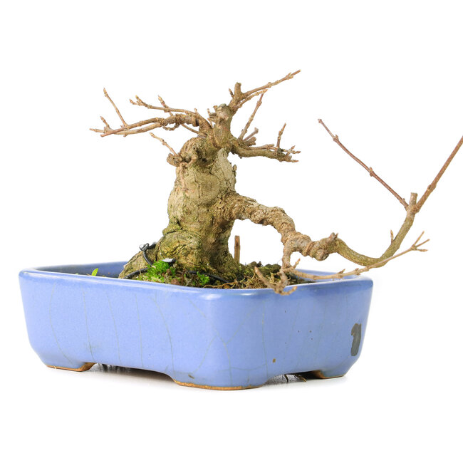 Acer buergerianum, 9 cm, ± 30 Jahre alt, in einem handgefertigten japanischen Hattori-Topf und mit einem Nebari von 5 cm