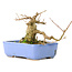 Acer buergerianum, 9 cm, ± 30 anni, in vaso giapponese Hattori fatto a mano e con un nebari di 5 cm