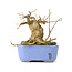 Acer buergerianum, 9 cm, ± 30 anni, in vaso giapponese Hattori fatto a mano e con un nebari di 5 cm