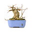 Acer buergerianum, 9 cm, ± 30 ans, dans un pot Hattori japonais fait à la main et avec un nebari de 5 cm