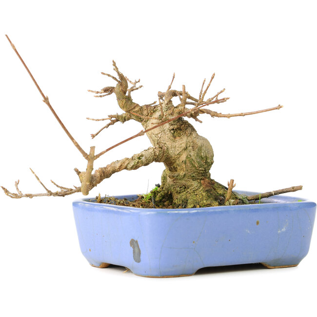 Acer buergerianum, 9 cm, ± 30 jaar oud, in een handgemaakte Japanse Hattori pot en met een nebari van 5 cm