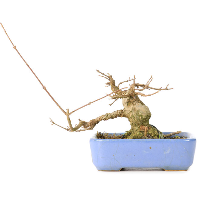 Acer buergerianum, 9 cm, ± 30 ans, dans un pot Hattori japonais fait à la main et avec un nebari de 5 cm