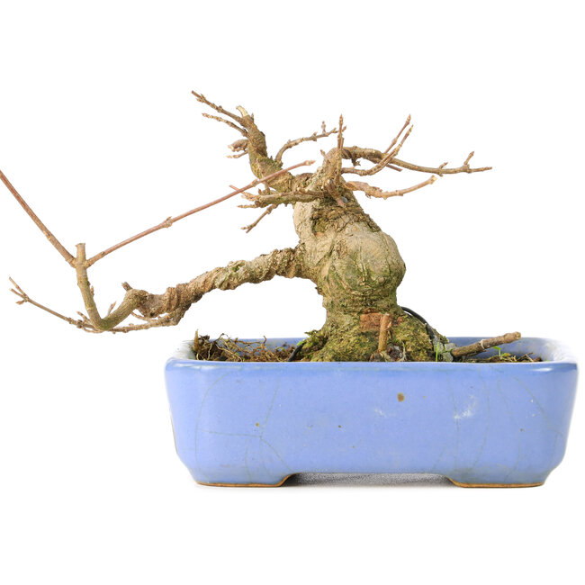 Acer buergerianum, 9 cm, ± 30 años, en maceta Hattori japonesa hecha a mano y con nebari de 5 cm