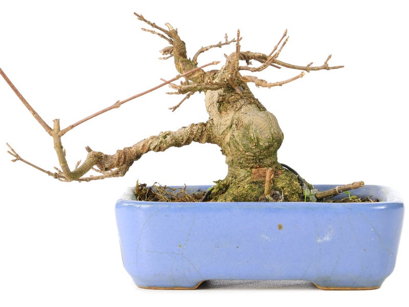Acer buergerianum, 9 cm, ± 30 jaar oud, in een handgemaakte Japanse Hattori pot en met een nebari van 5 cm