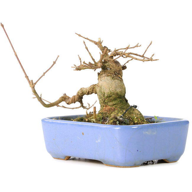 Acer buergerianum, 9 cm, ± 30 anni, in vaso giapponese Hattori fatto a mano e con un nebari di 5 cm