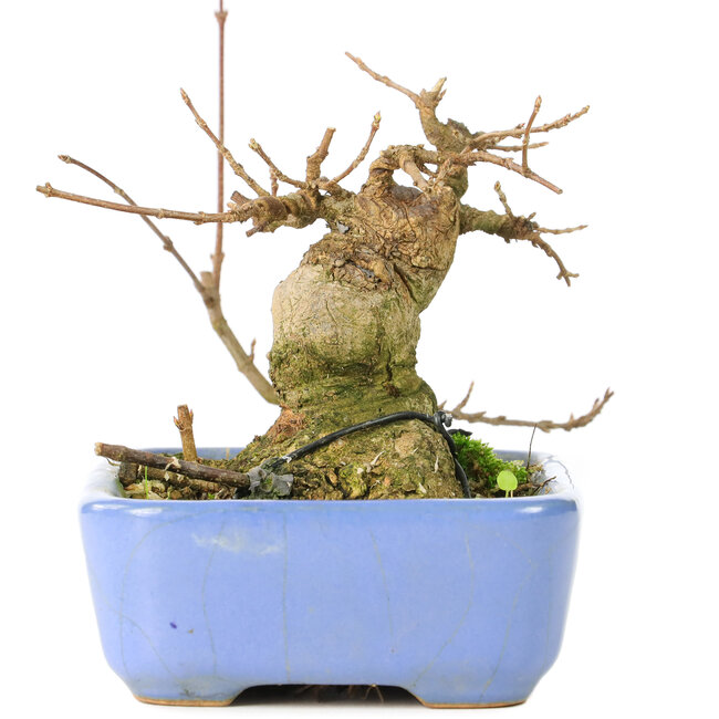 Acer buergerianum, 9 cm, ± 30 years old, in a handmade Japanese Hattori pot and with a nebari of 5 cm