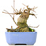 Acer buergerianum, 9 cm, ± 30 ans, dans un pot Hattori japonais fait à la main et avec un nebari de 5 cm