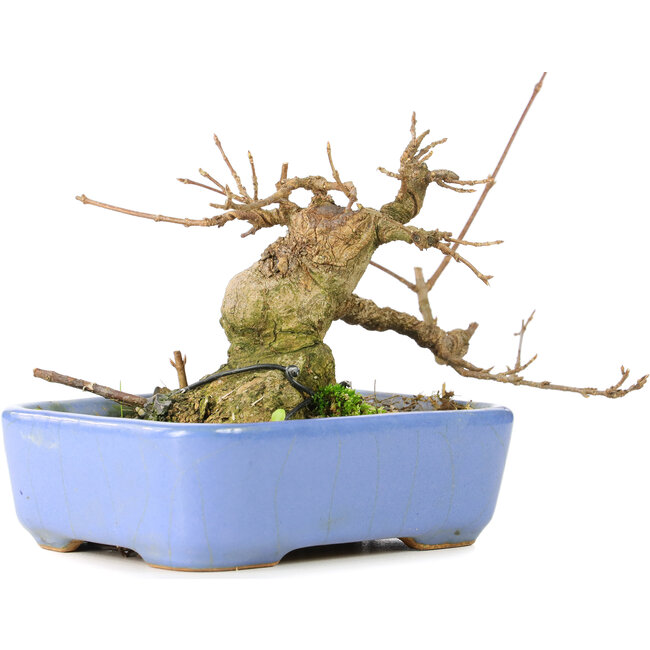 Acer buergerianum, 9 cm, ± 30 ans, dans un pot Hattori japonais fait à la main et avec un nebari de 5 cm