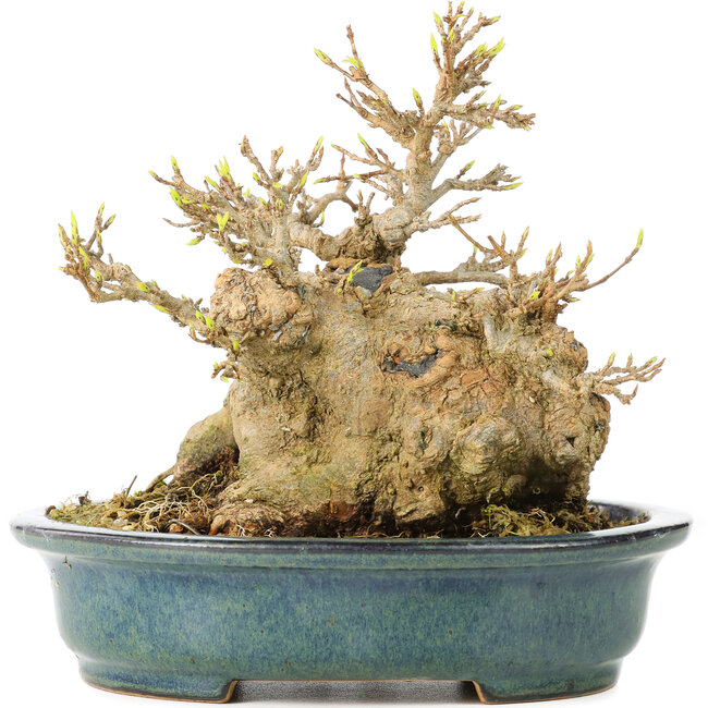 Acer buergerianum, 15 cm, ± 30 anni, in vaso giapponese fatto a mano di Reiho