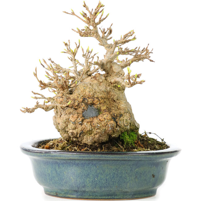 Acer buergerianum, 15 cm, ± 30 ans, dans un pot japonais fait main par Reiho