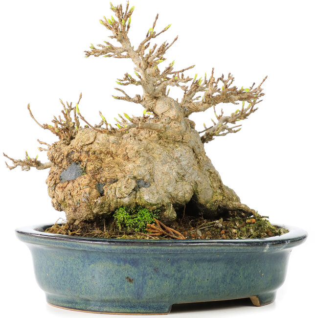 Acer buergerianum, 15 cm, ± 30 años, en maceta japonesa hecha a mano por Reiho