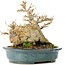 Acer buergerianum, 15 cm, ± 30 years old, in a handmade Japanese pot by Reiho