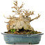 Acer buergerianum, 15 cm, ± 30 years old, in a handmade Japanese pot by Reiho