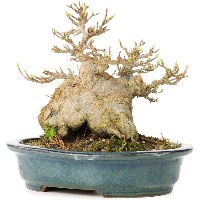 Acer buergerianum, 15 cm, ± 30 anni, in vaso giapponese fatto a mano di Reiho