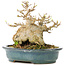 Acer buergerianum, 15 cm, ± 30 ans, dans un pot japonais fait main par Reiho