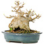 Acer buergerianum, 15 cm, ± 30 years old, in a handmade Japanese pot by Reiho