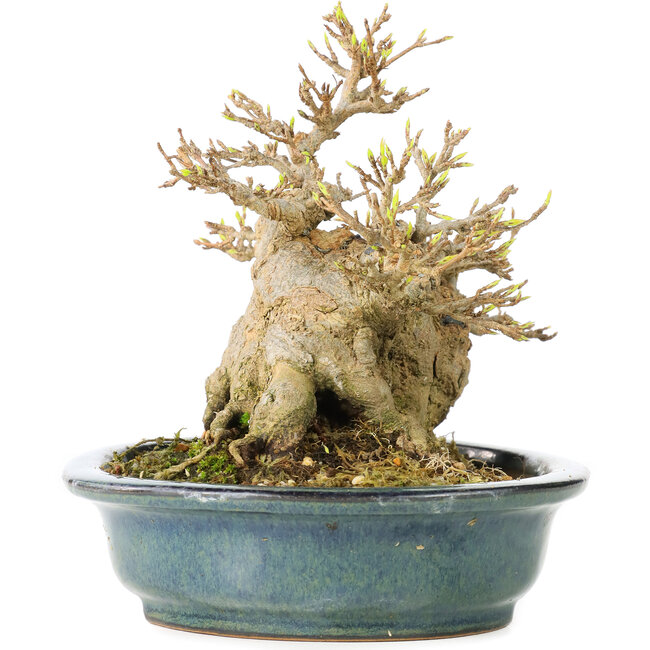 Acer buergerianum, 15 cm, ± 30 anni, in vaso giapponese fatto a mano di Reiho